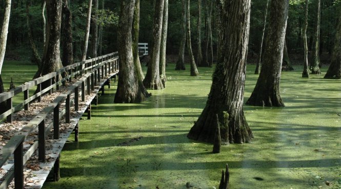 Một lối đi xuyên rừng bayou – Ảnh: panoramio